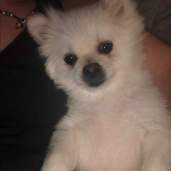 Meet your Posher, Ajacqueline - Picture 3 of 5